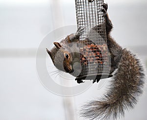 Grey squirrel hanging on a bird feeder.