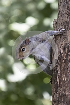 Grey squirrel hanging off an old tree with woodworm