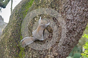 Grey Squirrel hanging on tree and looking right