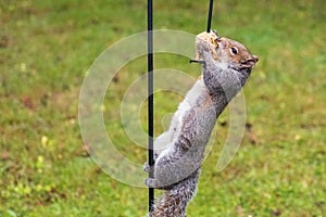 Grey Squirrel Hangs on Bird Feeder