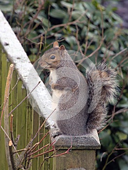 Squirrel standing alert on a wooden fence post photo