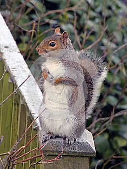 Squirrel standing alert on a frosty wooden fence post photo