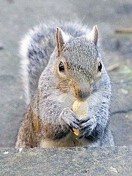 Squirrel eating a monkey nut on the ground photo