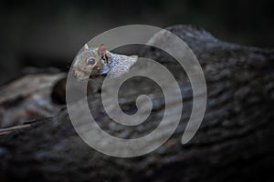 Grey Squirrel Hidden Behind Tree Trunk in Dark and Quiet Forest Moment photo