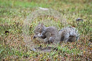 A Grey Squirrel holding an acorn, Marietta, Georgia, USA