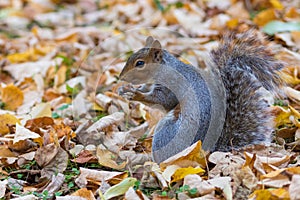 Grey Squirrel Jephson Gardens