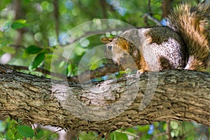 Grey squirrel lipping its feet on tree photo