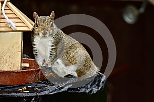 A grey squirrel by a little birdhouse