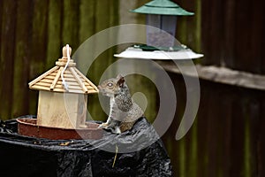 A grey squirrel by a little birdhouse