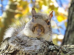 Grey Squirrel Looking Down From A Tree