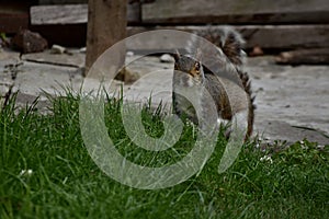 A grey squirrel on the lookout