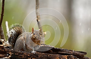 Grey squirrel