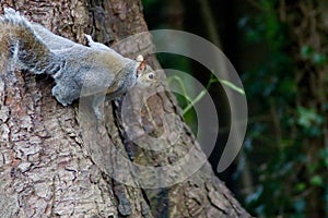 A grey squirrel n the trunk of a tree