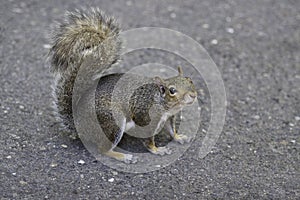 Grey squirrel at the NC Zoo photo