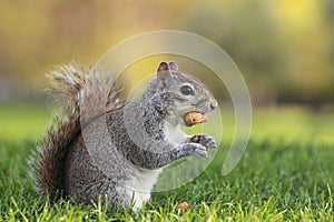 Grey squirrel photo