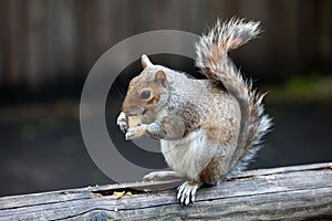 The grey squirrel in one of London parks