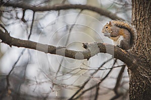 Grey squirrel