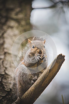 Grey squirrel