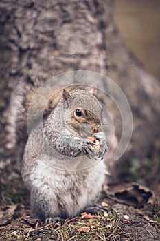 Grey squirrel