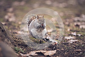 Grey squirrel