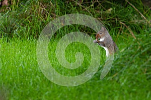 Grey Squirrel with Peanut in Grass