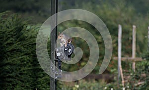 A grey squirrel perched on a feeding station mechanism