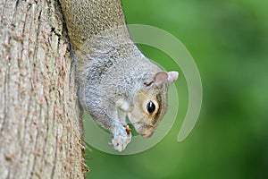 Grey squirrel