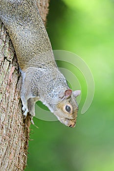 Grey squirrel