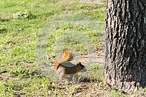 Grey squirrel ready to jump on tree