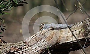 Grey squirrel relaxing in the woods