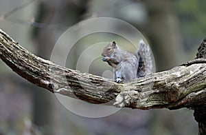 Grey squirrel relaxing in the woods