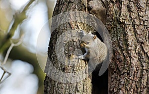 Grey squirrel relaxing in the woods