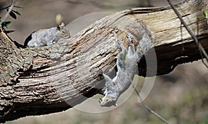 Grey squirrel relaxing in the woods