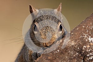 Grey Squirrel Resting