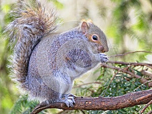 Grey Squirrel resting in a Fir Tree eating a seed