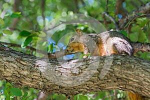 Grey squirrel resting on tree