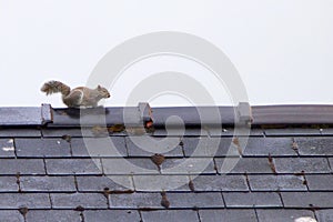 Grey squirrel on roof