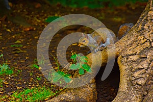 Grey Squirrel rooted at the foot of a tree