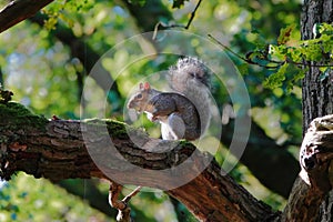 Grey Squirrel scientific name Sciurus carolinensis