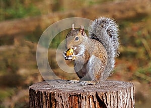 Grey Squirrel - Scirius carolinensis, eating an acorn.