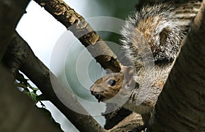 A Grey Squirrel, Scirius carolinensis, high up in a tree with food in its mouth.