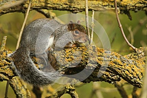 A Grey Squirrel Scirius carolinensis resting up a tree enjoying the sun.