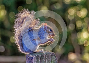 Grey Squirrel - Scirius carolinensis, sitting on a post eating a nut.