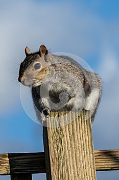 Grey squirrel (Sciurus carolinensis
