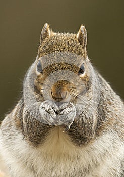 Grey Squirrel (Sciurus carolinensis)