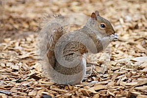 Grey Squirrel - Sciurus carolinensis