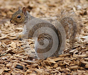 Grey Squirrel - Sciurus carolinensis