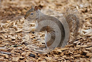 Grey Squirrel - Sciurus carolinensis