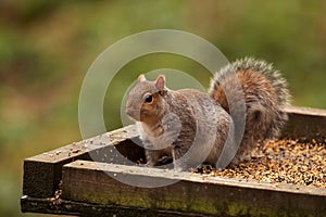 Grey Squirrel - Sciurus carolinensis