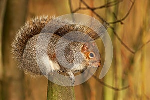 Grey Squirrel - Sciurus carolinensis